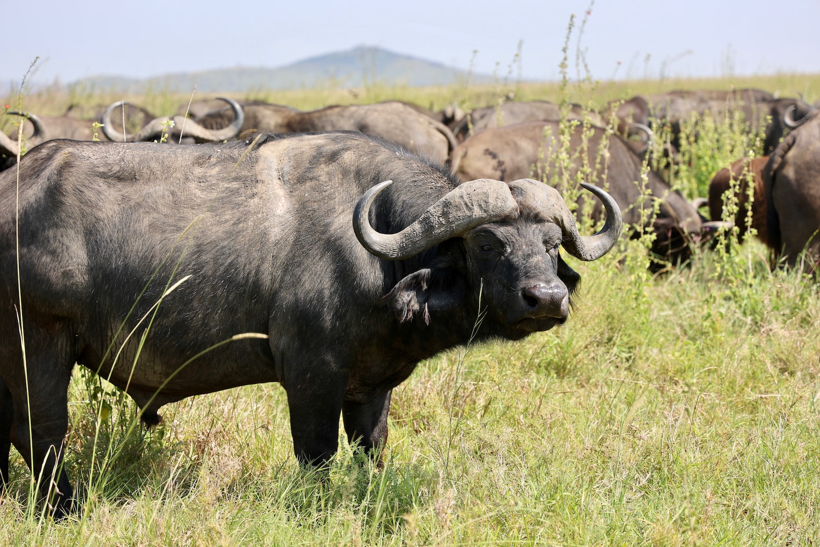 a herd of buffalo in a field