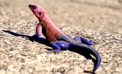 purple and red lizard on ground