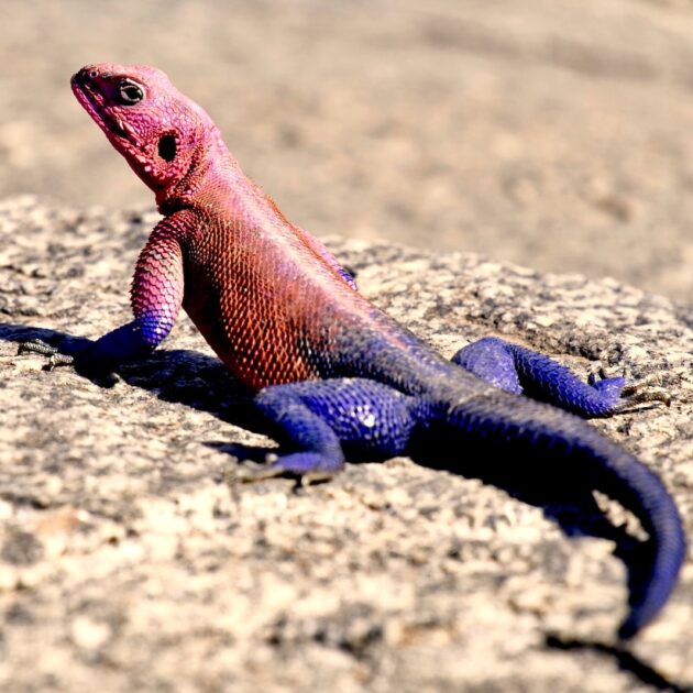 purple and red lizard on ground