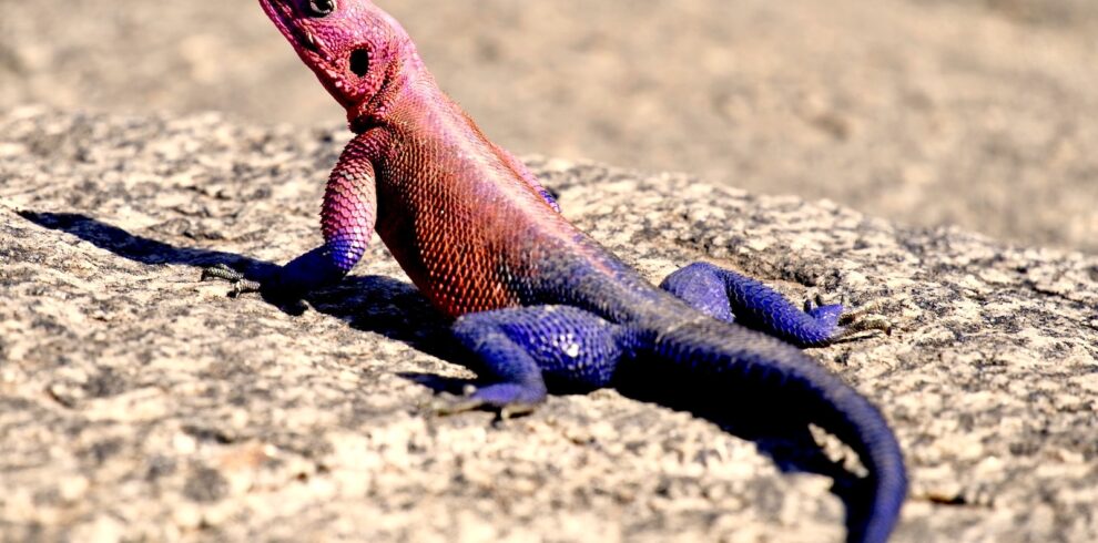 purple and red lizard on ground